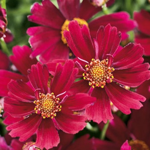 Coreopsis lanceolata 'Sangria' - Süstjas neiusilm 'Sangria' P9/0,55L